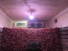 这样收贮 甘薯鲜甜过冬